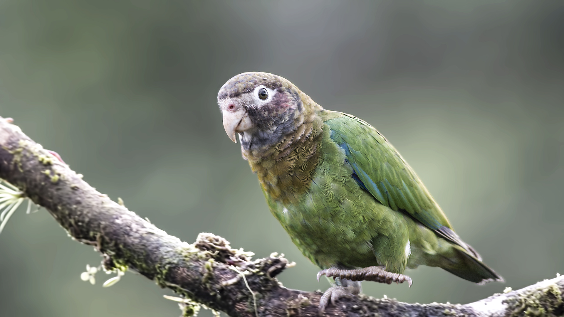 Brown-hooded Parrot